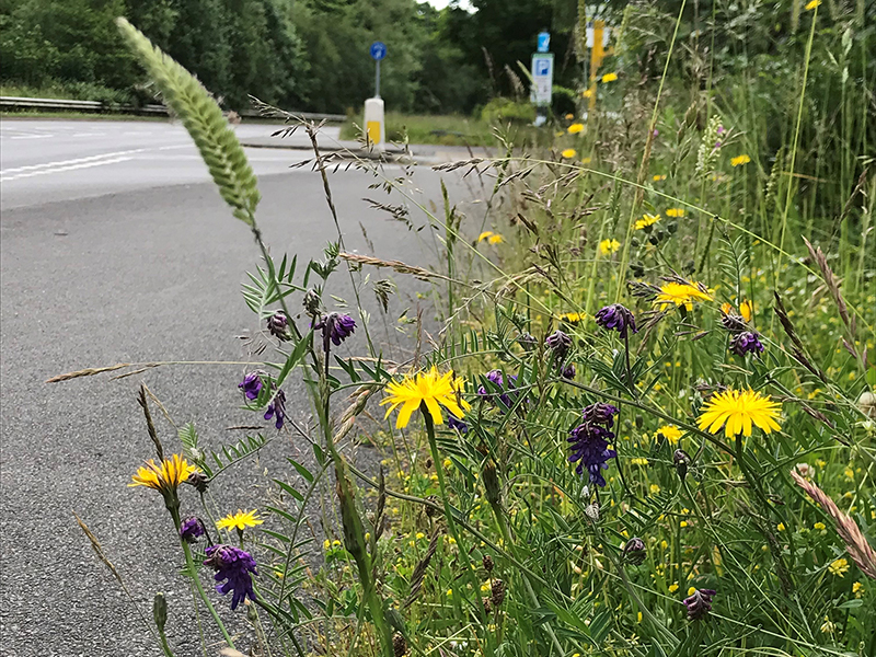 Wildflowers blooming on a verge in the Derbyshire Dales