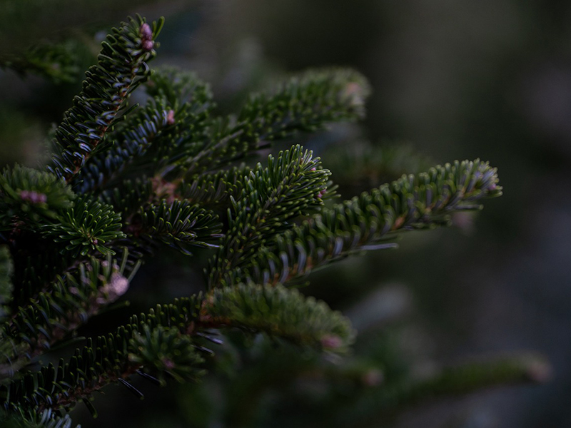 Branches of a Christmas tree